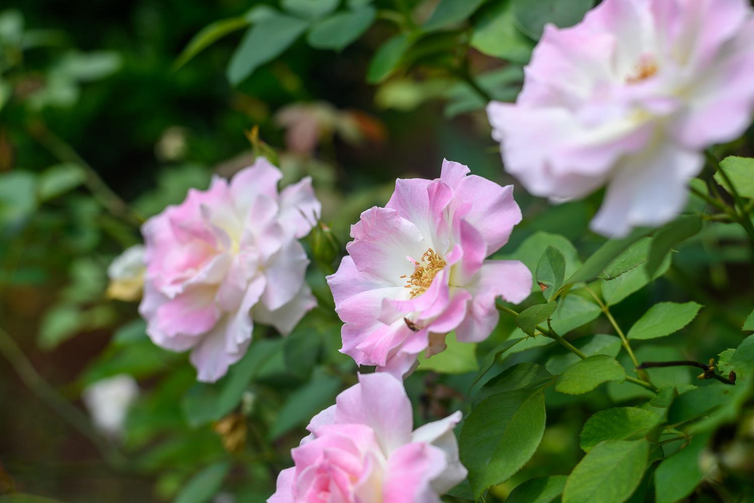 Country Rose Hotel Хлухлуве Екстериор снимка